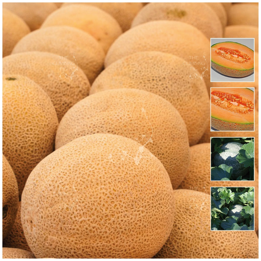 Rockmelon Kearos Special T41 Seeds