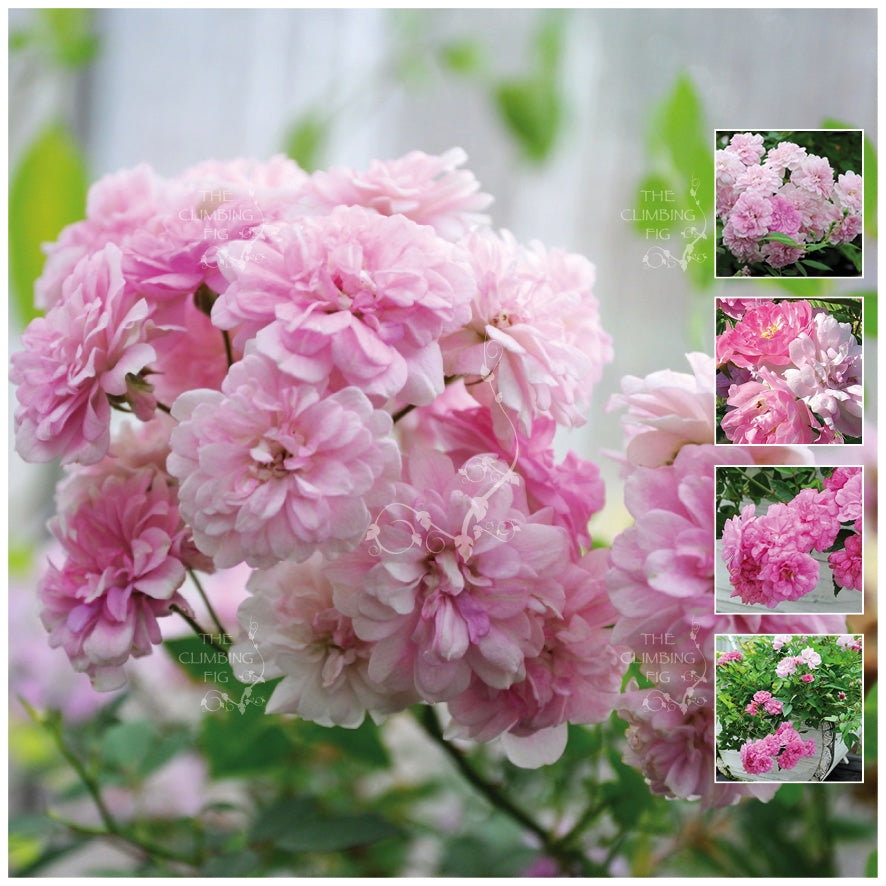 Rosa Garden Party Rose Seeds