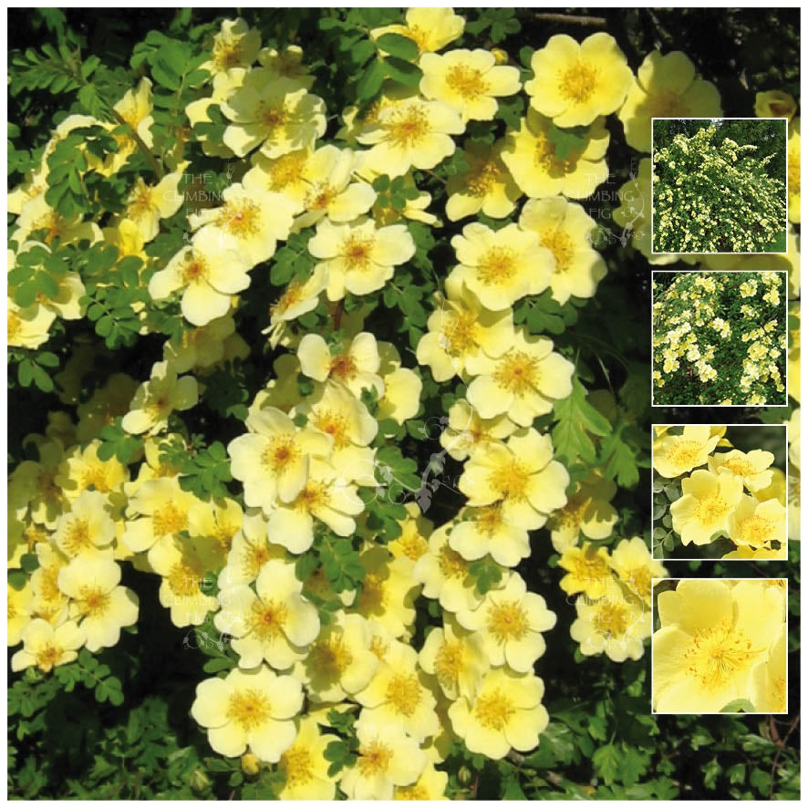 Rosa Xanthina Canary Bird Rose Seeds