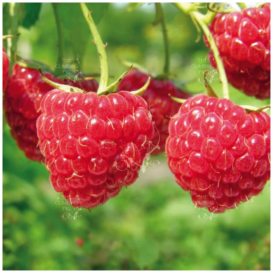 Rubus Raspberry Red Duke Seeds