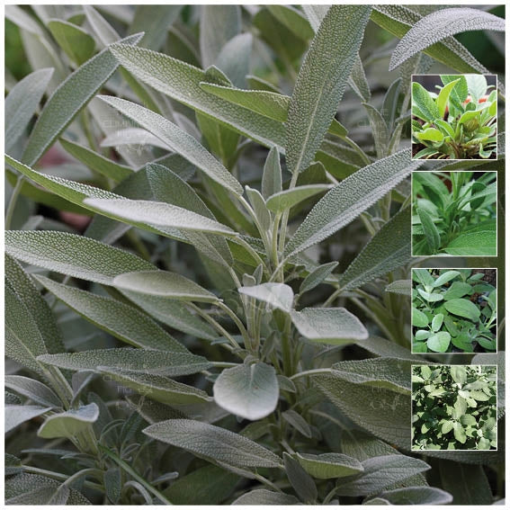 Sage Common Garden Sage Seeds