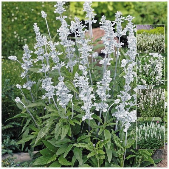 Salvia Victoria White Seeds