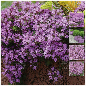 Creeping Thyme Mauve Avalanche Seeds