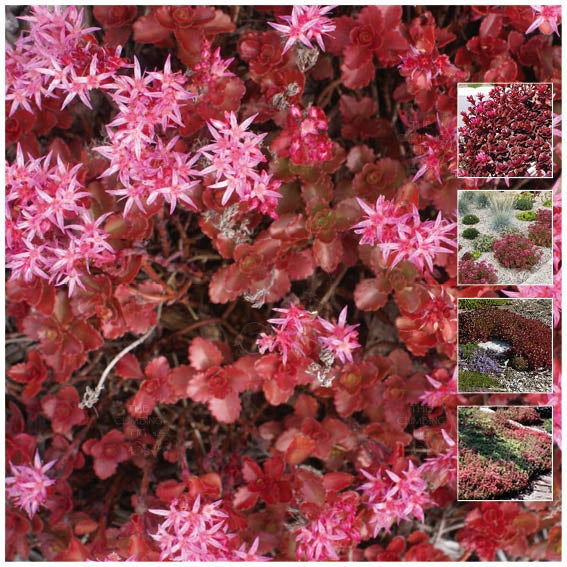 Sedum Dragon Tears Seeds
