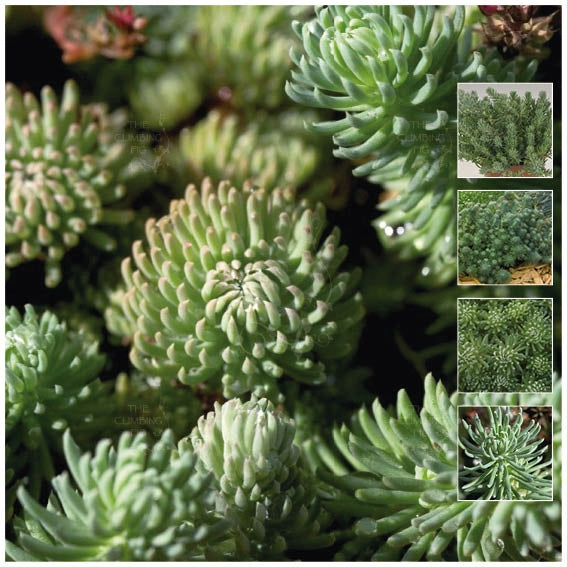 Sedum Forsterianum Oracle Seeds