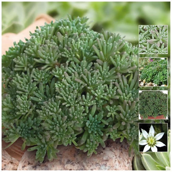 Sedum Rubens Lizard Of Madagascar Seeds