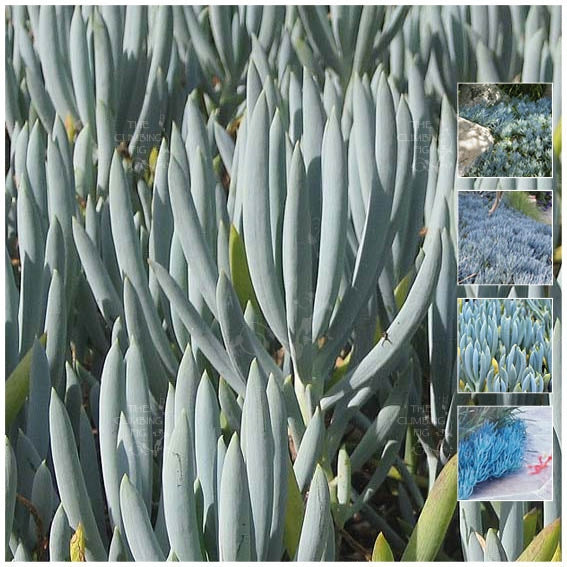 Senecio Serpens Blue Chalksticks Seeds