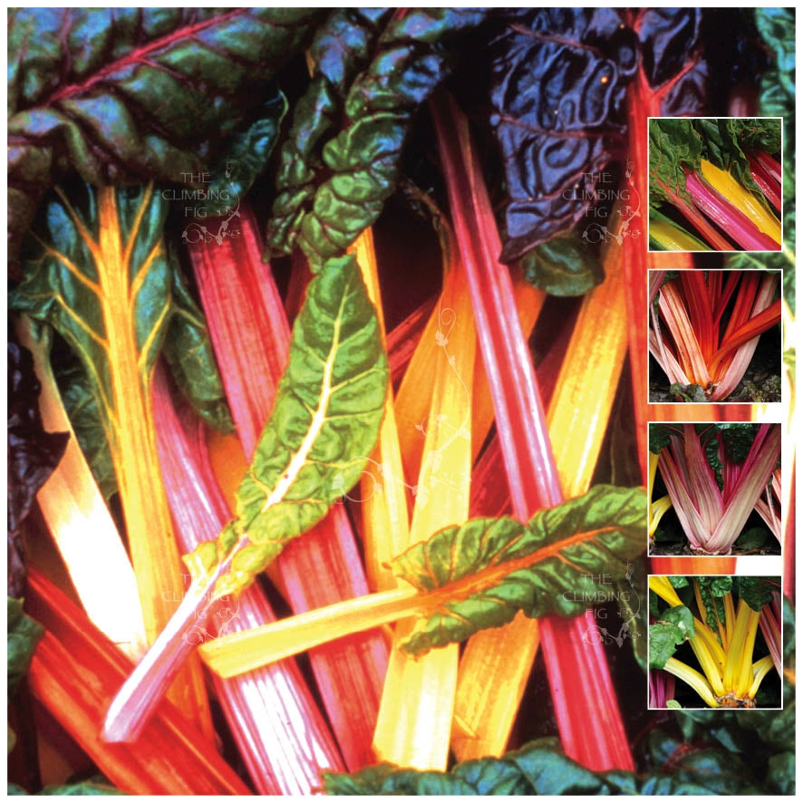Silverbeet Rainbow Chard Seeds