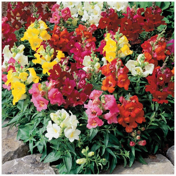 Snapdragon Gnomes Hat Mix Seeds