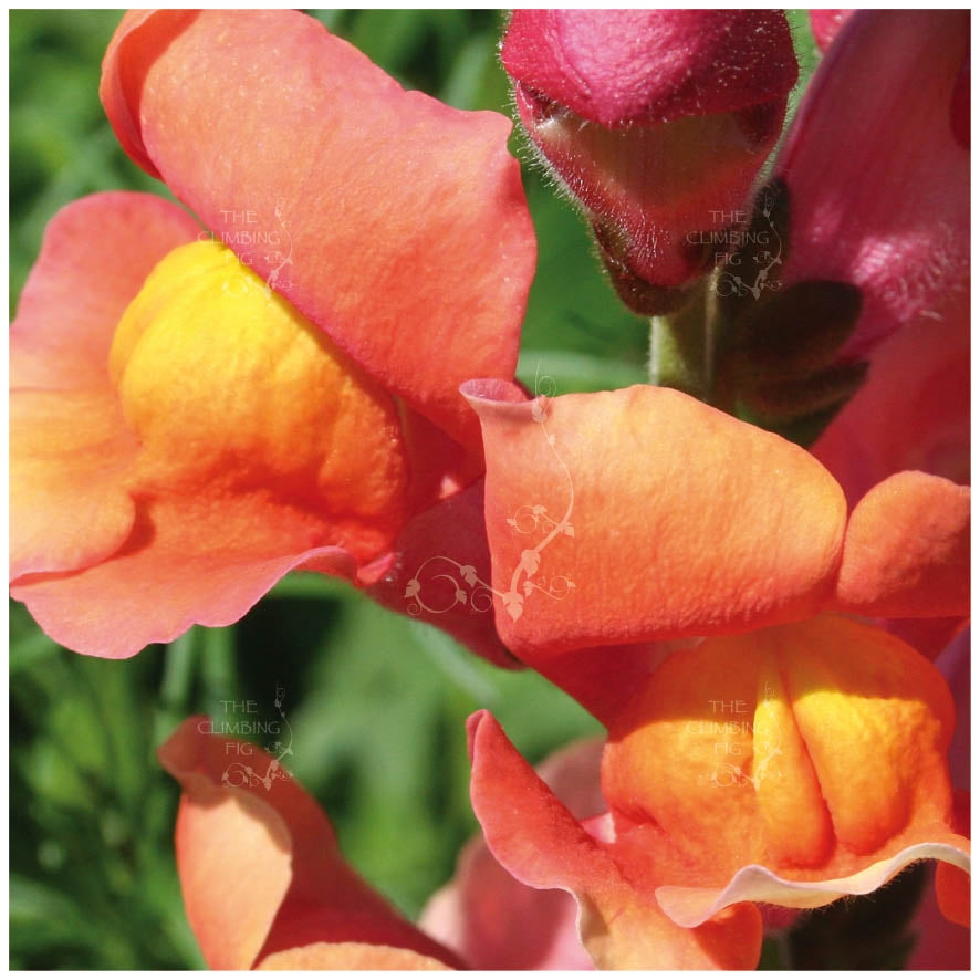 Snapdragon Kamikaze Orange Seeds