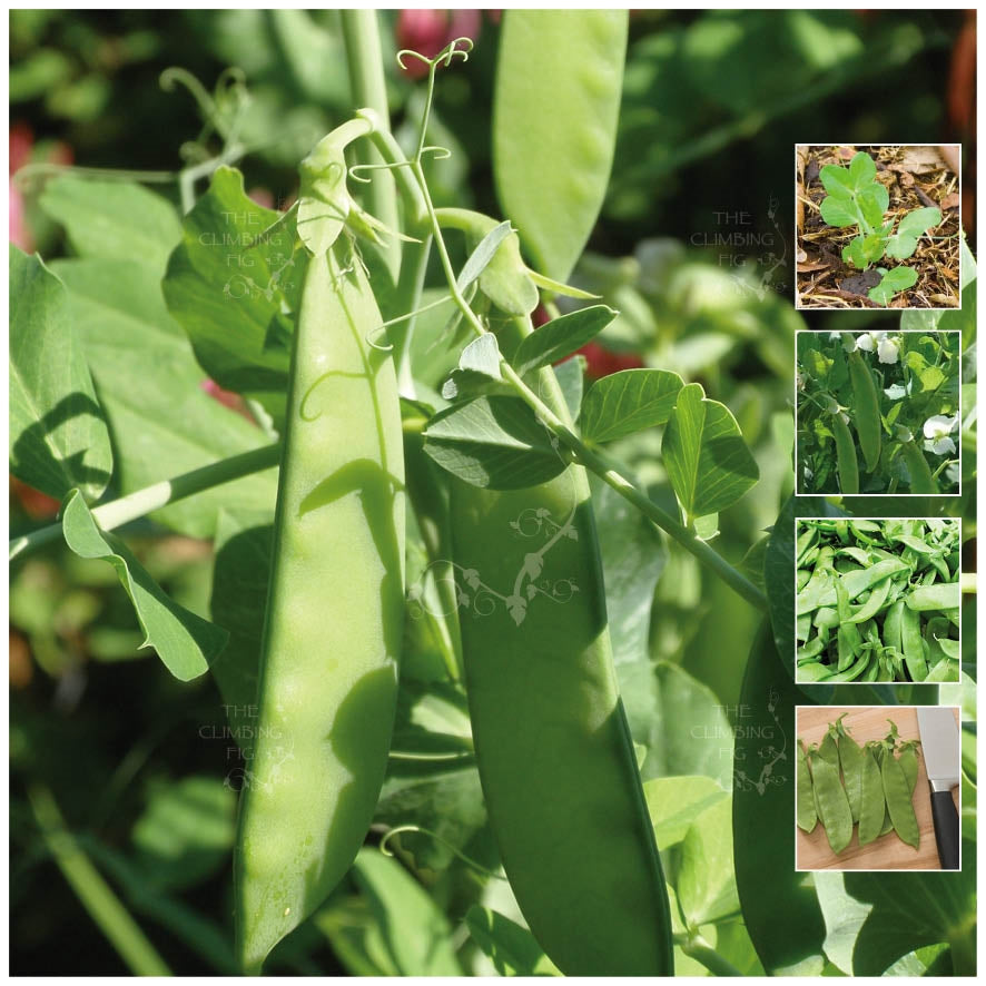 Snow Pea Oregon Sugar Pod Seeds