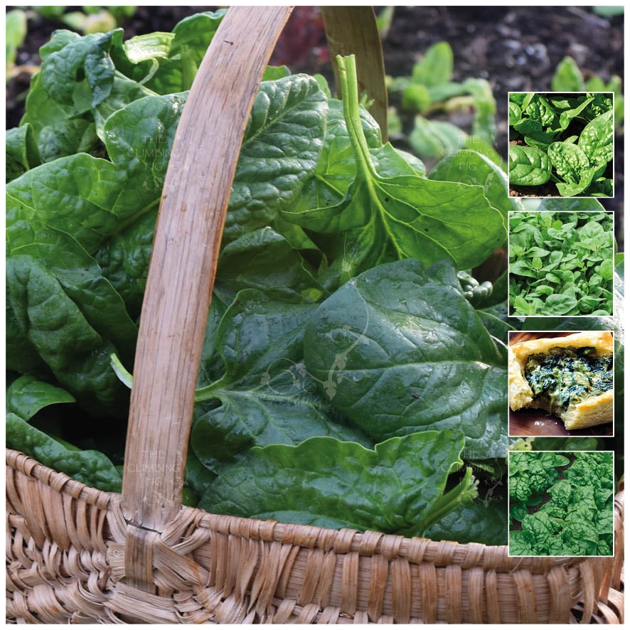 Spinach Evermore Bloomsdale Seeds