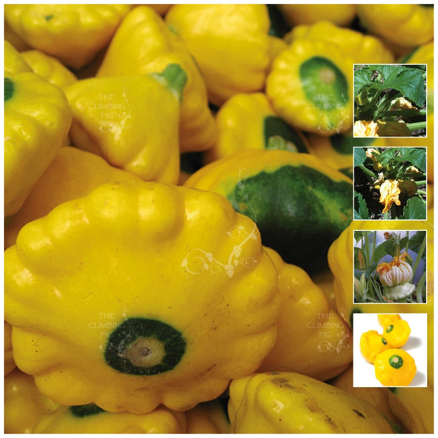Squash Button Scallopini Seeds