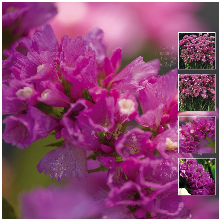 Statice Eternal Rose Seeds