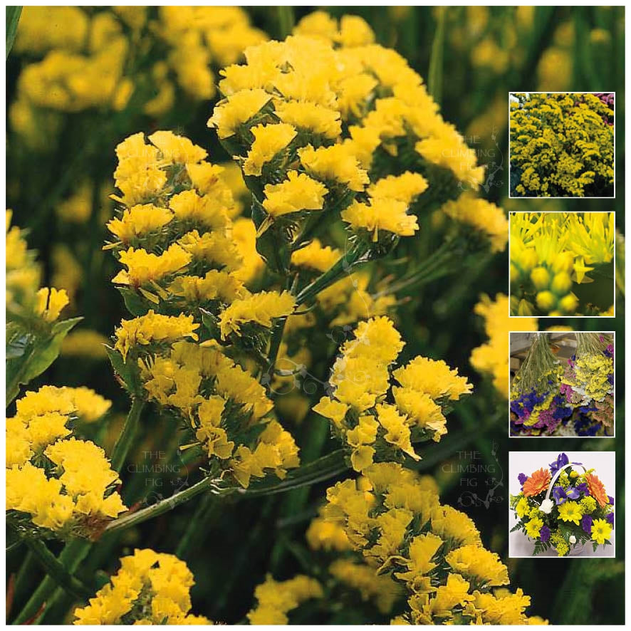 Statice Majestic Double Yellow Seeds