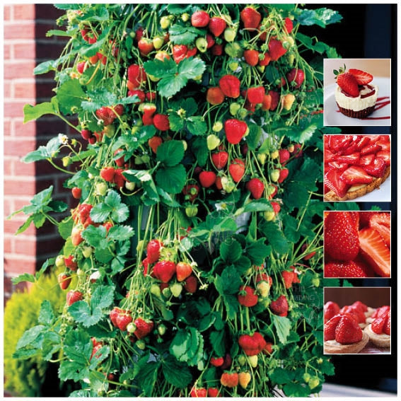 Vegetables, Herbs & Fruit Seeds - The Climbing Fig