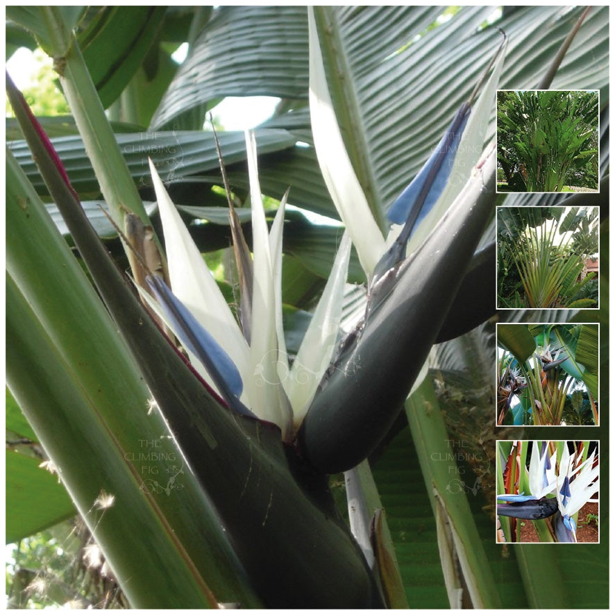 Strelitzia Nicolai Giant White Bird Of Paradise DM1 Seeds