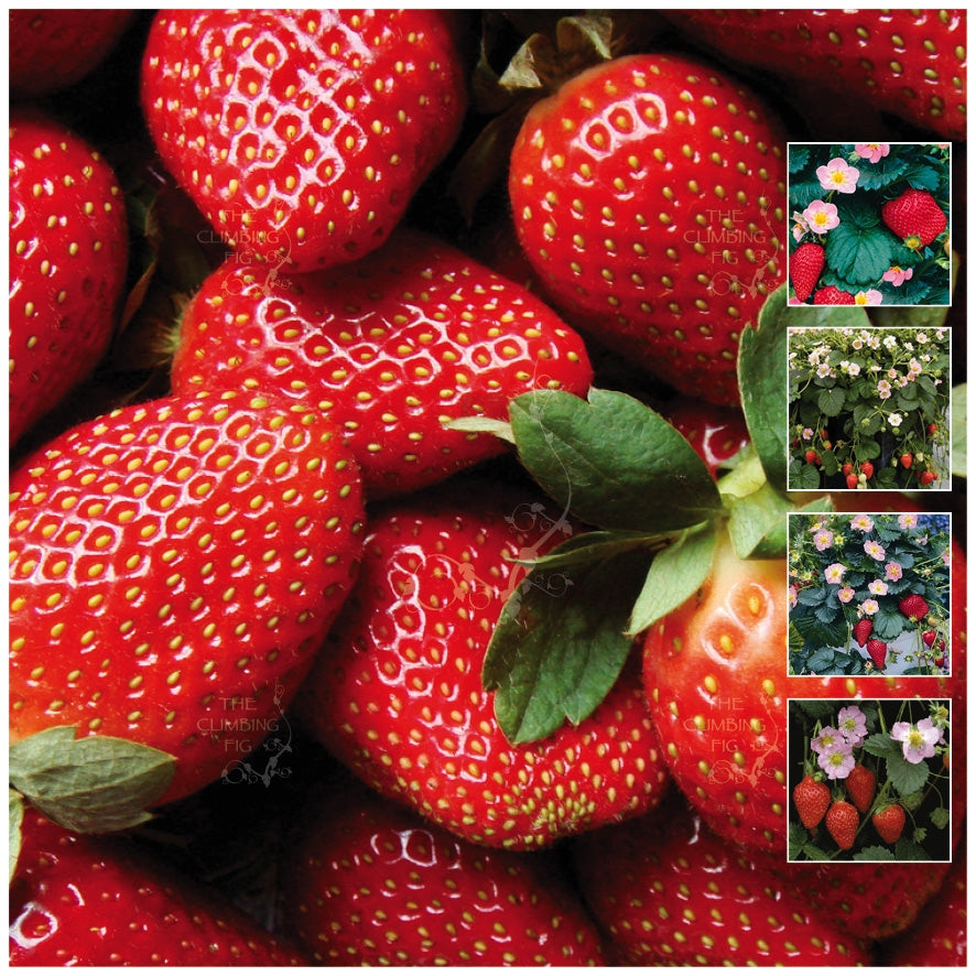 red climbing strawberry seeds STRAWBERRY Pink on Red Seeds. PINK flowering and heavy yielding variet