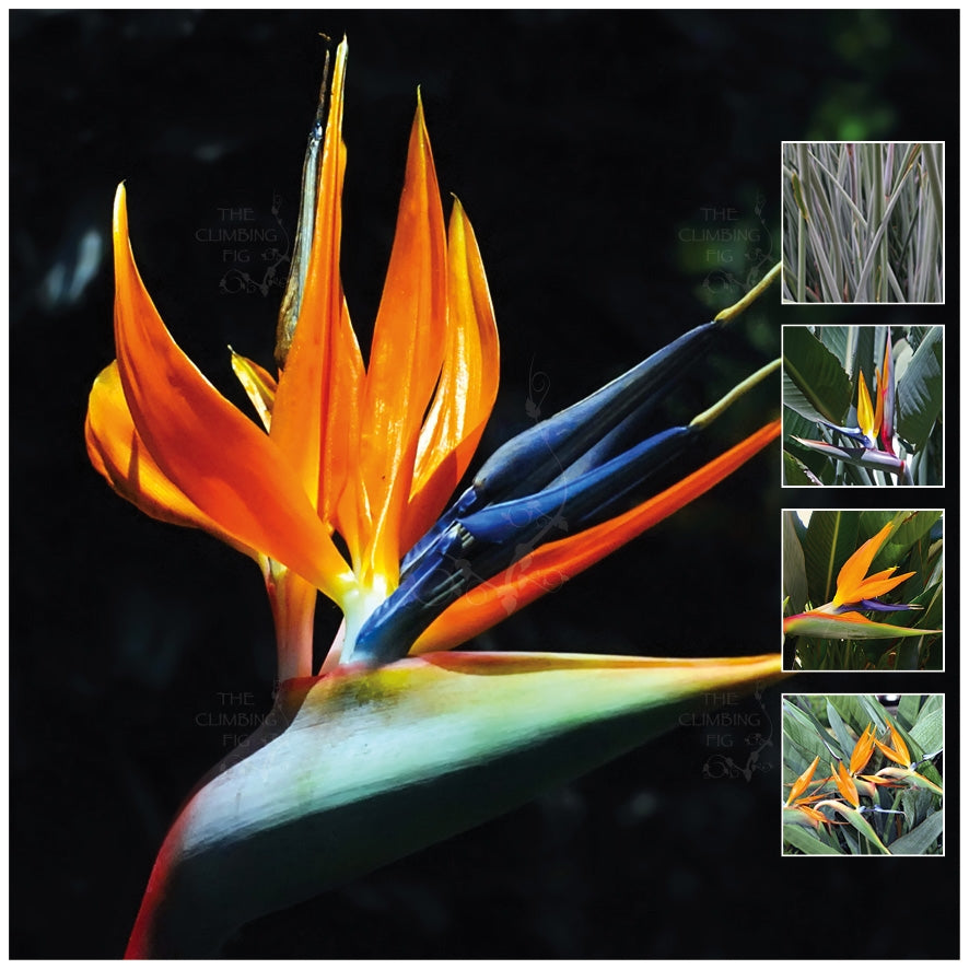 Strelitzia Reginae Bird Of Paradise TCF3 Seeds