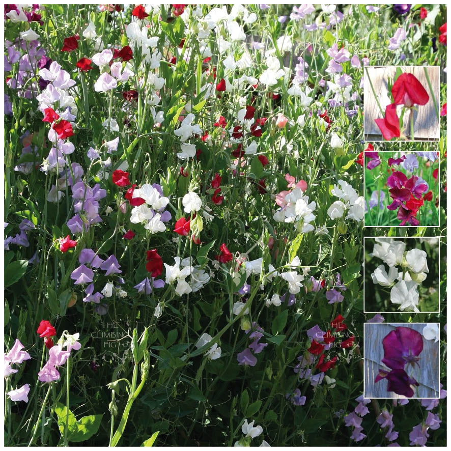 Sweet Pea Fragrant Pastel Seeds
