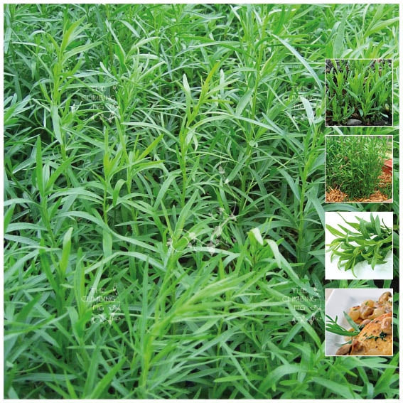 Tarragon Estragon Sativa Seeds