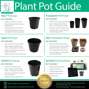 The Climbing Fig Plant Pot Guide
