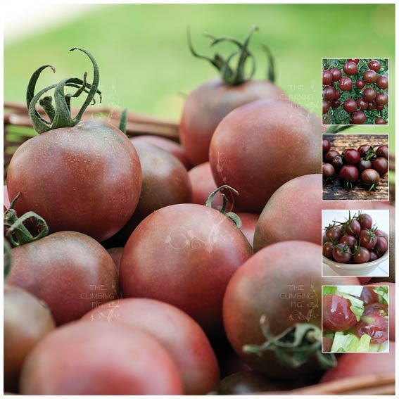 Tomato Black Kuro Cherry Seeds