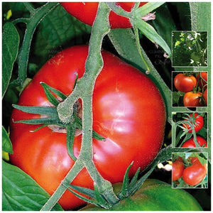 Tomato Grosse Lisse Seeds