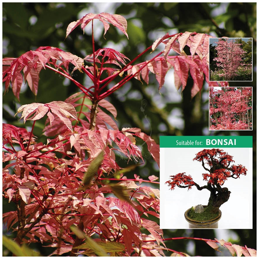 Toona Sinensis Chinese Mahogany Seeds