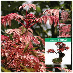 mahogany bonsai tree Toona Sinensis Chinese Mahogany Seeds