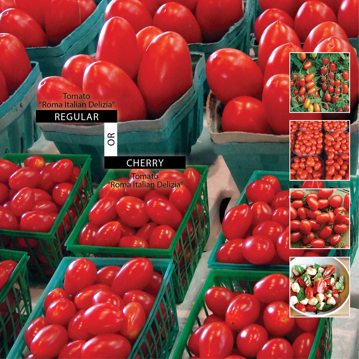 TOMATO Roma Italian Delizia Seeds. Regular or Cherry sized fruit option