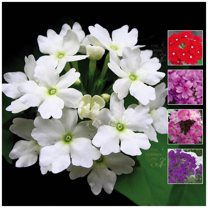 Verbena Hybrida MM1 Cut Flower Seeds