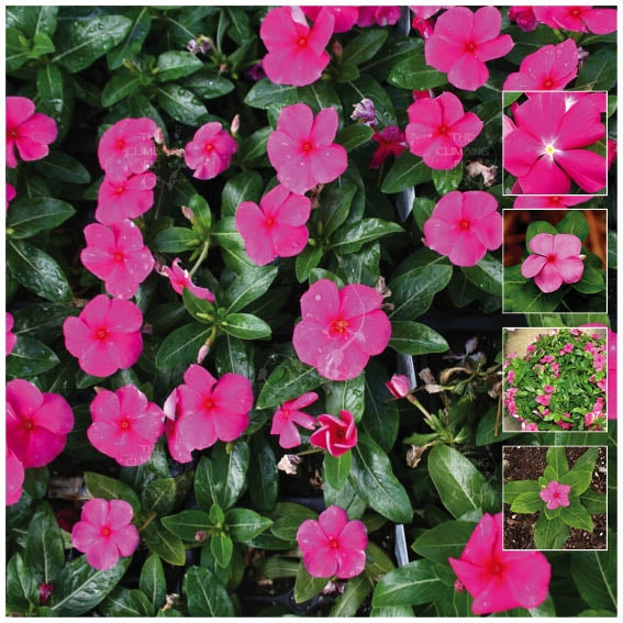 Vinca Bright Pink Seeds