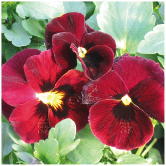 Viola Arkwright Ruby Seeds