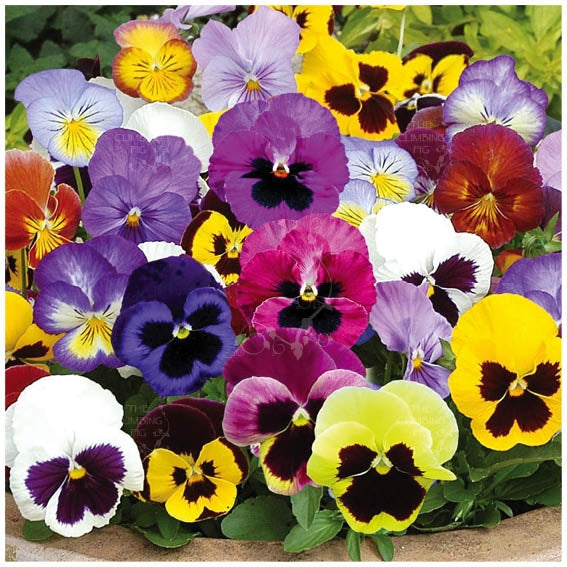 Viola Swiss Giants Velvet Mix Seeds