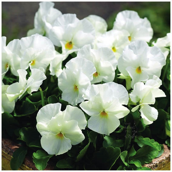 Viola White Perfection Seeds