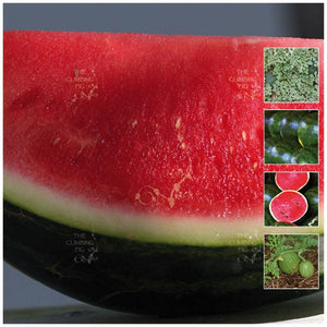 Watermelon Sugarbaby Lowseed Seeds