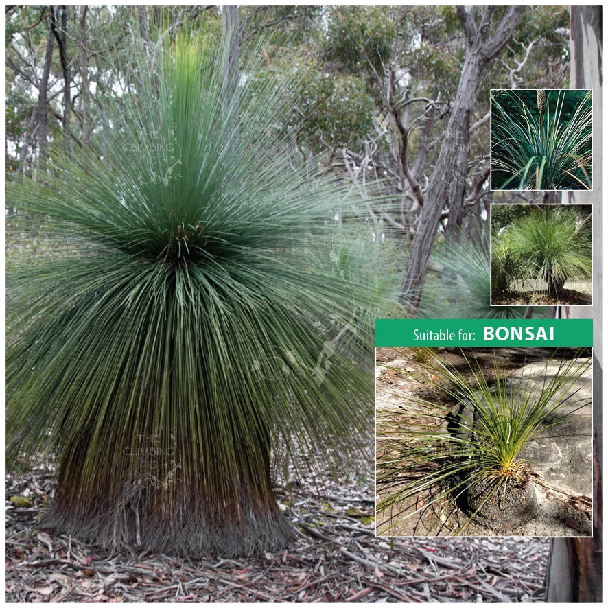Xanthorrhoea Resinosa Dwarf Blackboy Seeds