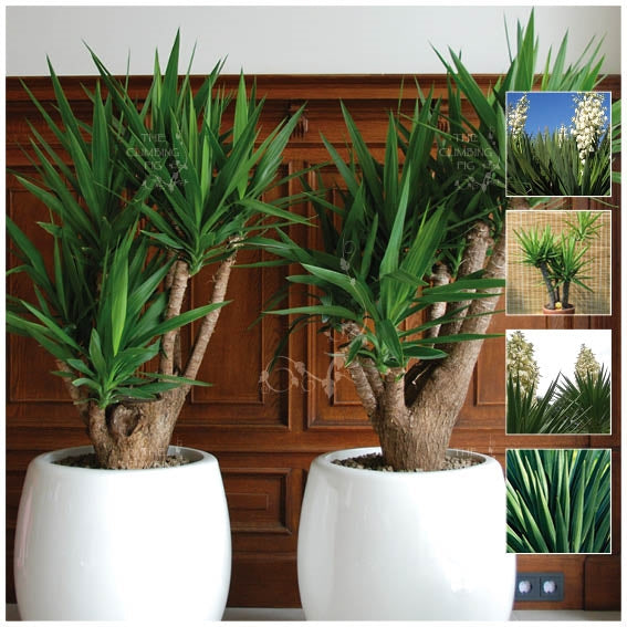 Yucca Aloifolia TF Seeds. Stylish landscaping plant. Suitable for