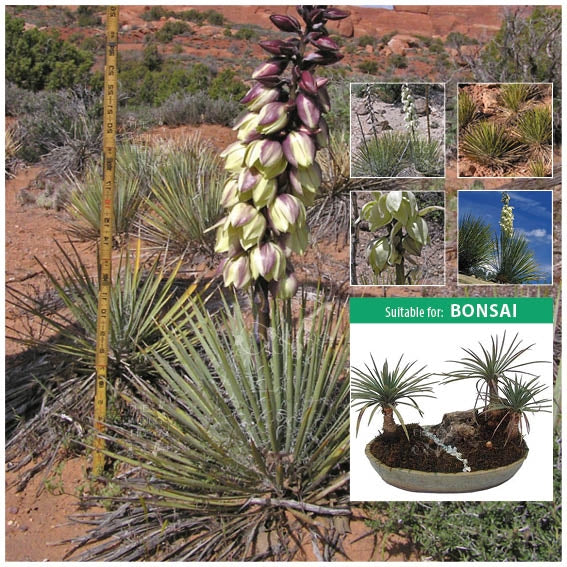 Yucca Angustissima Seeds