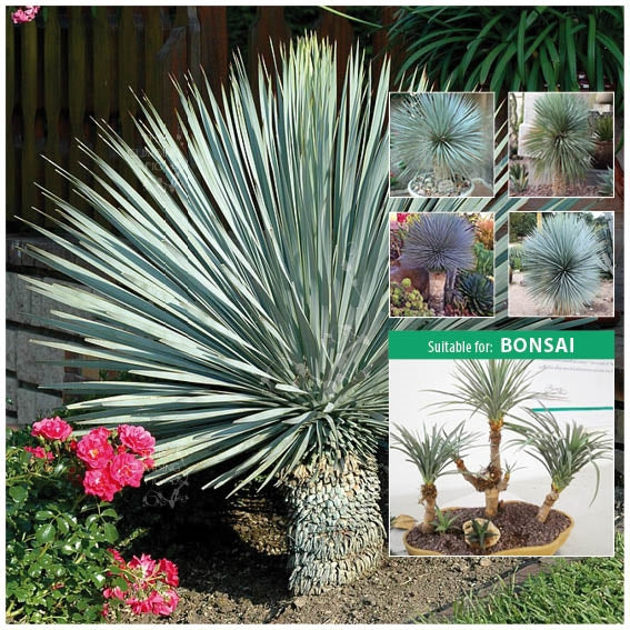 Yucca Rostrata Pinnacle Seeds