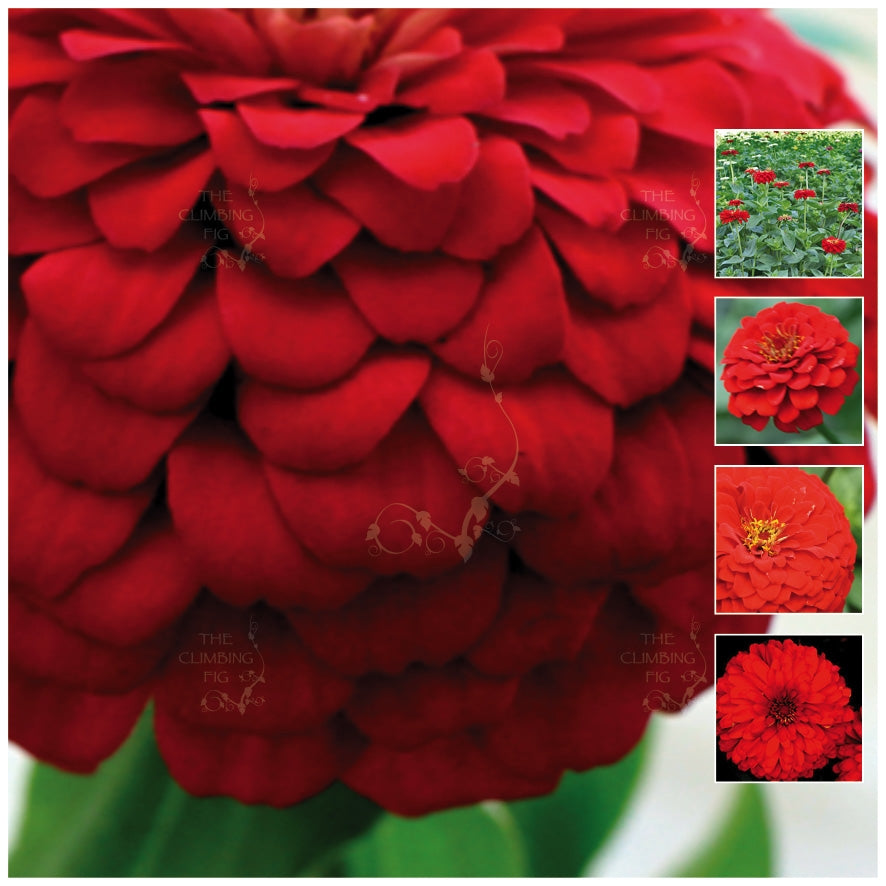 Zinnia Double Scarlet Seeds