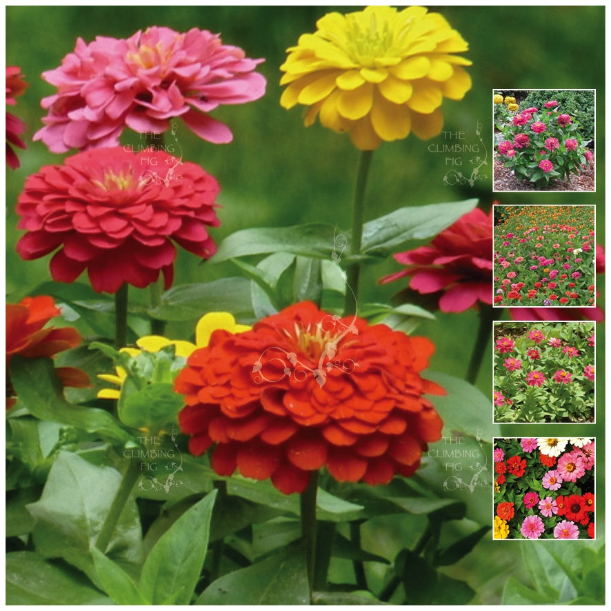 Zinnia Dwarf Multi Colour Mix Seeds