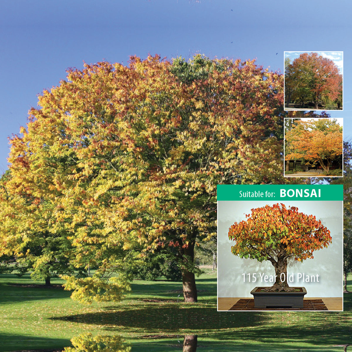 ZELKOVA Serrata Japanese Elm Keyaki Seeds. Elegant tree suitable for bonsai