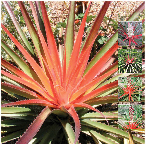 Bromelia False Pineapple Bromeliad Seeds. Exotic succulent. Tropical colour